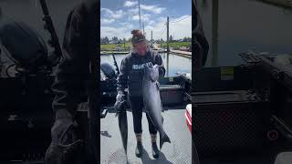 17lbs curls with chinook salmon. We are having a good season in Astoria Oregon so far! #fishing