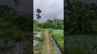 SAWAH Part 3 Full HD | FREE FOOTAGE NO COPYRIGHT