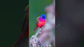 The Most Beautiful Birds on the Planet#shorts #birds #bird #birding # #birdsounds #birdslover