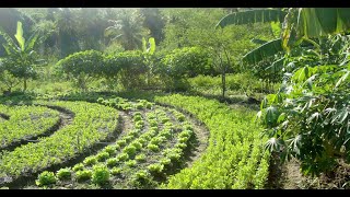 União agro-ong toma forma, pode ser sustentável igual os objetivos e chegou ao Planalto. Com vc Jair