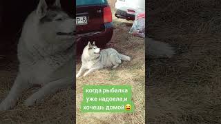 хаски айза та ещё звезда😆устала на рыбалке и хочет ехать домой/