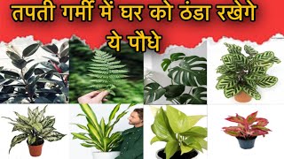 तपती गर्मी में घर को एकदम ठंडा रखेगे ये पौधे | Best Plants For Summer