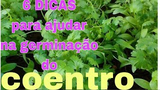 6 DICAS INFALÍVEIS PARA UMA PERFEITA GERMINAÇÃO DE COENTRO