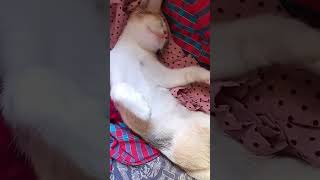 Cat's weird sleeping position 🤣🤣🤣 #shorts #cat #viral