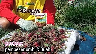 Jangan Gunakan Pordeex Jika Buah Bawang Merah Tidak Ingin Seperti Ini...