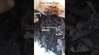 Pembuatan Media Tanam untuk Budidaya Anggur di Pekarangan Rumah. KoLi Grape Gaden