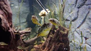 Feeding the Puffer Display