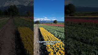 Campo de Tulipanes Trevelin Argentina