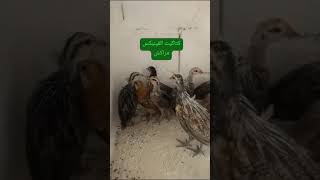 لنتعرف على كتاكيت الفينيكس