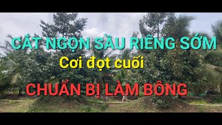 CẮT NGỌN SẦU RIÊNG SỚM VÀ CHUẨN BỊ LÀM BÔNG TRÁI