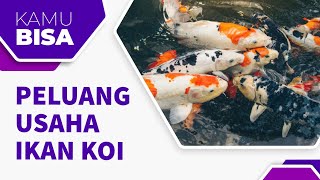 PELUANG USAHA IKAN KOI