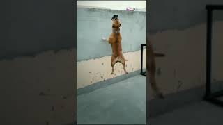 Pitbull dog watsapp status video 😈😈 #shorts #viral #pitbull #popular #trending #dogs