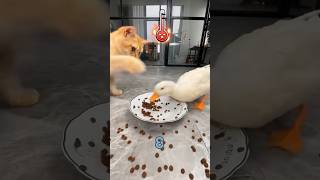 Funny cat videos 2024 | naughty cat slapped duck bec ... 😋😂 #funnycats #cat #shortsfeed