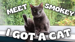 I GOT A CAT - meet Smokey | Isobel Jones