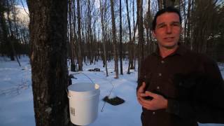 Maple sugaring #2 -Andrew Faust Permaculture Videos