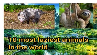 Some secret of top 10 most laziest animals in the world