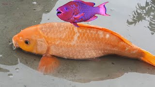 Xem Cá Chép Vàng Tập Đi Trên Cạn | Golden Carp Fish