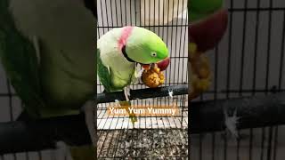 Parrot eating corn | Alexandrine Parakeet | #cute #alexandrineparrot #alexandrineparakeet #dinner