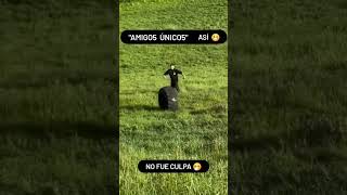 amigos de verdad  #shortsvideo #humor #comedia #accidente #amigos