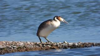 Great Crested Grebe out of water