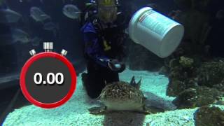 Wobbegong feeding