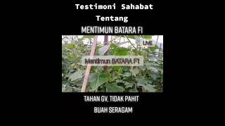 Testimoni Sahabat Tentang Mentimun BATARA F1 #cappanahmerah #mentimun