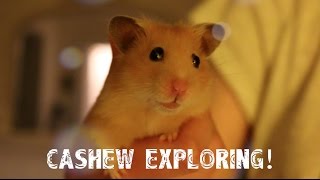 Cashew Exploring!