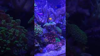 Aquário marinho no filtro HANG ON #aquário #coral #aquarium #coralreef #eatsleepreef #hobby #nemo