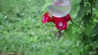 How Hummingbirds Get Rid of Pests