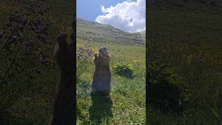 Himalayan Marmot Can't Get Enough Cookies! So Cute!#cutemarmot #cuteanimals #marmot #marmota #cute