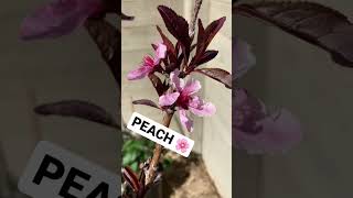 PEACH tree BLOOMS 🍑🌸 #shorts #gardening #spring #flowers #homestead