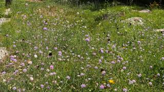 Fields of Butterflies and Flowers / Crickets, Bird Song,...