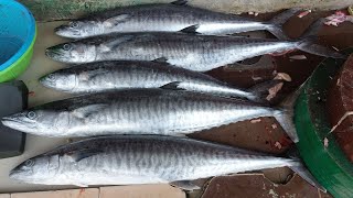 SIANG IKAN TENGIRI 5 EKO || POTONG KEPING KEPALA BELAH DUA || IKAN FRESH