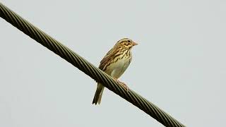 Vesper Sparrow  -  Pat O'Neil Bird ID's