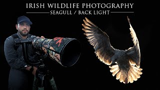 Irish Wildlife Photography - Backlit Seagull with the Nikon z6II (Sigma 150-600 Contemporary)