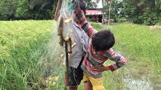 Net Fishing In Cambodia | Kid catch Fish by Fishing Net