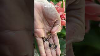 Cannas seeds