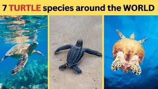 7 SEA TURTLE species from around the WORLD || Animal Fact Diaries || ocean facts