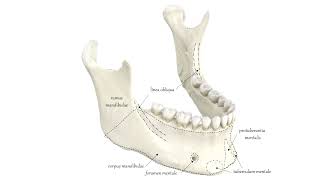 Нижнечелюстная кость, нижняя челюсть