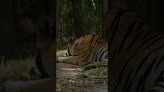 Tiger mitti kha rha or deer dekh aawaj kar rha hai | Big male tiger sighting Epic Kanha #shorts 😎