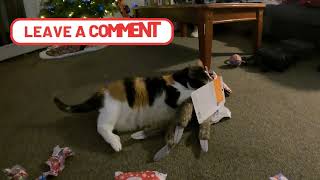 Cats Get To Open The Christmas Gifts