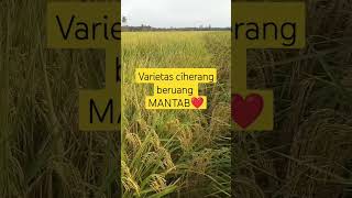 varietas Ciherang Beruang Mantab ❤️ #viralshort #videooriginal #trendingshort #petanimuda #beranda