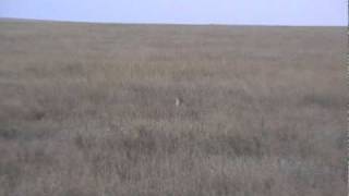 32 - John Goldie viewing Cheetah scrapping with Vultures over prey.