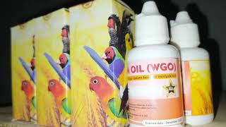 WA 0821-3380-5234 Jual WGO Vitamin Ternak Obat Ternak Burung Kenari Cilacap