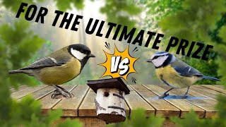 Great Tit vs Blue Tit - The Brutal War Of YOUR Garden Birds