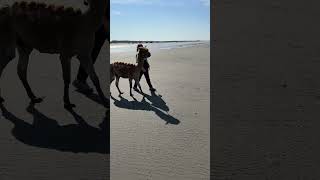 Alpaca and llamas at the beach! #llamas #shorts #alpaca