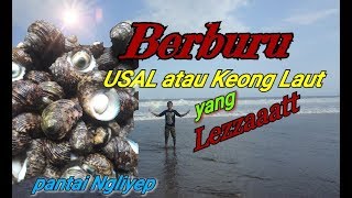 Berburu USAL atau Keong Laut di PANTAI SELATAN (Pantai Ngliyep)