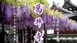 【大阪】藤の名所 葛井寺 日本最古の千手観音 国宝「千手千眼観世音菩薩坐像」西国三十三カ所第5番札所　近鉄南大阪線藤井寺駅下車南側徒歩5分【4K】