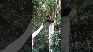 PEGOU DA MINHA MÃO #macaco #animals #animais #shorts #viral