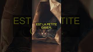 Les erreurs à éviter pour bien nourrir votre chat !